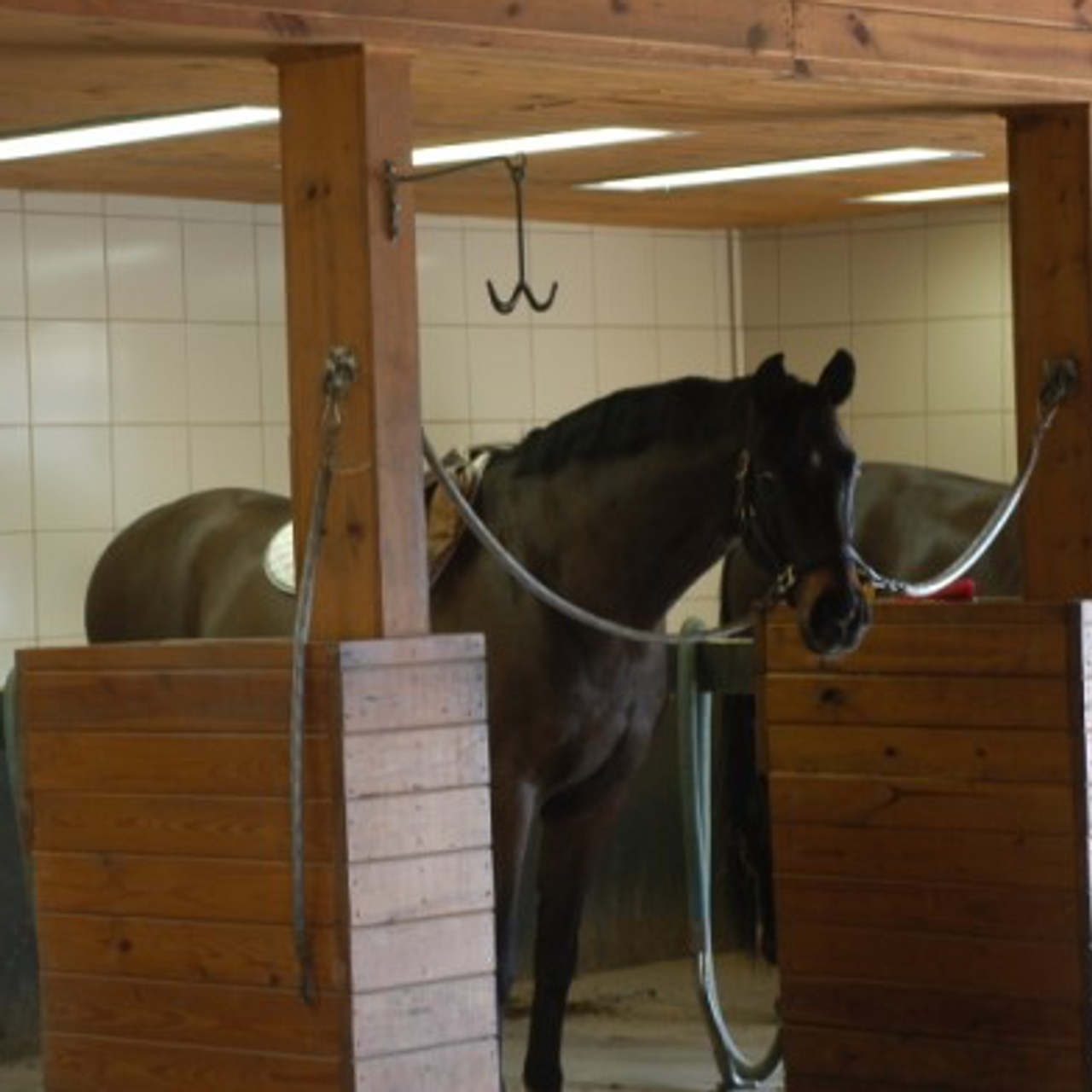 TIE-UP Solutions For Stables or Float